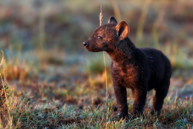 Baby Hyena at sunrise in Masai Mara